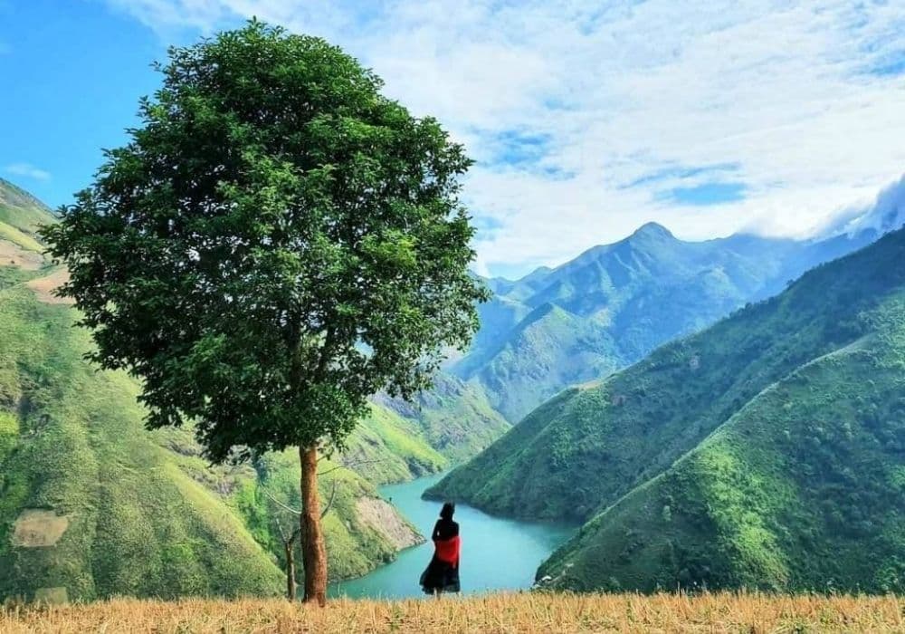 Lonely Tree
