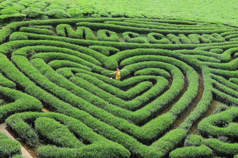 Heart-Shaped Tea Hill