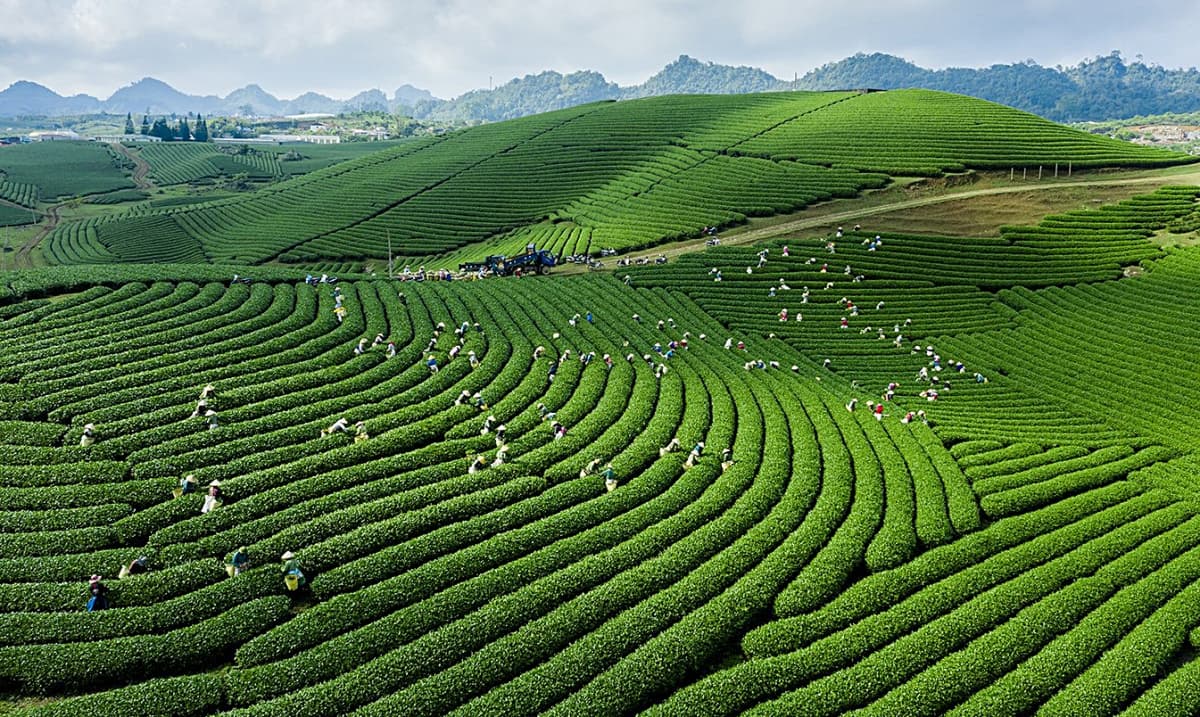Mộc Châu Plateau (Sơn La Province)