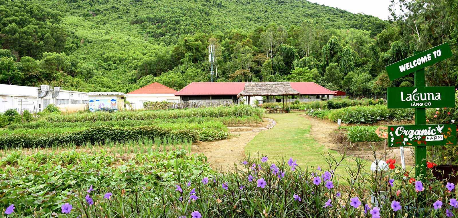 Why Vietnam Is Perfect for Organic Farm Tours