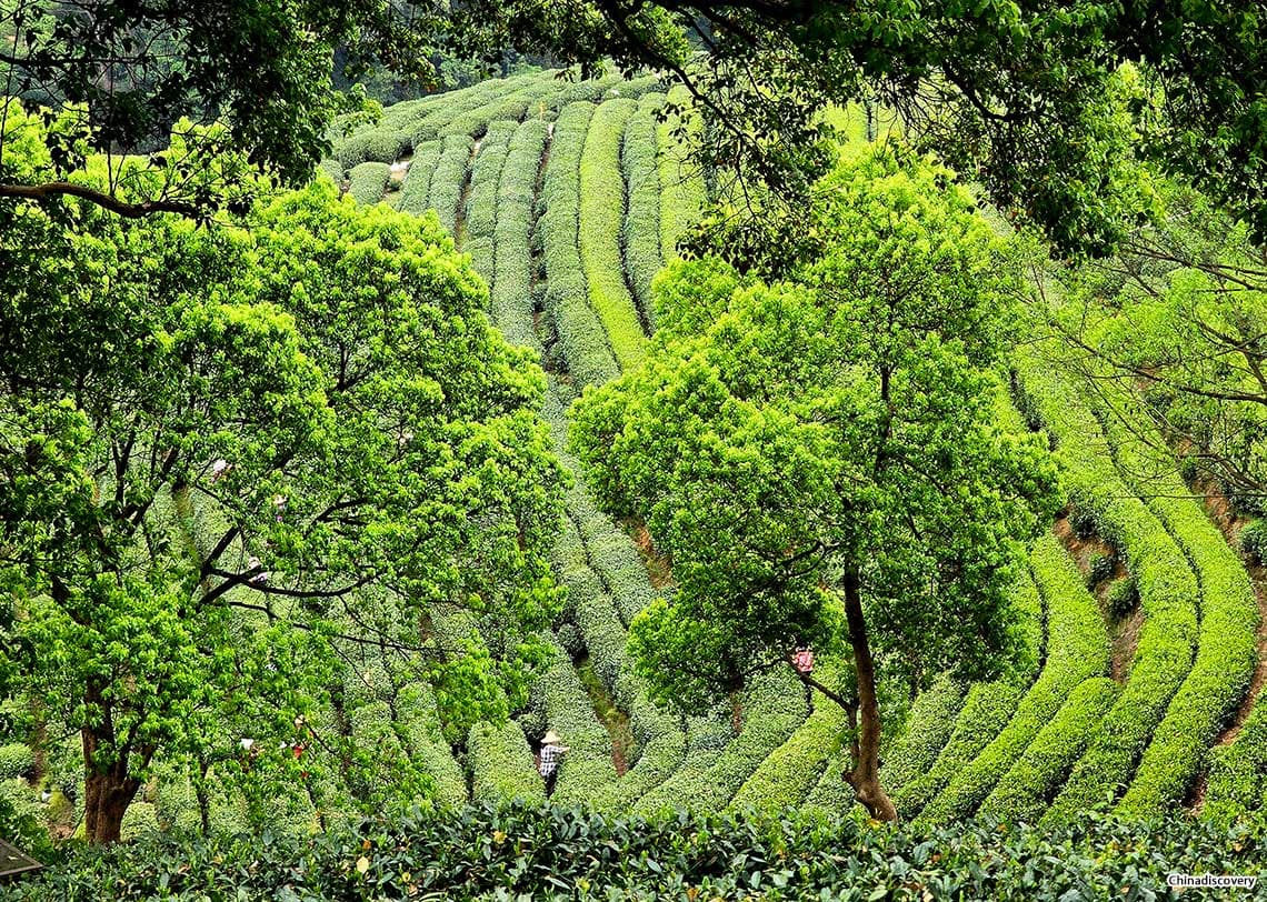 The Charm of Vietnam Tea Hills