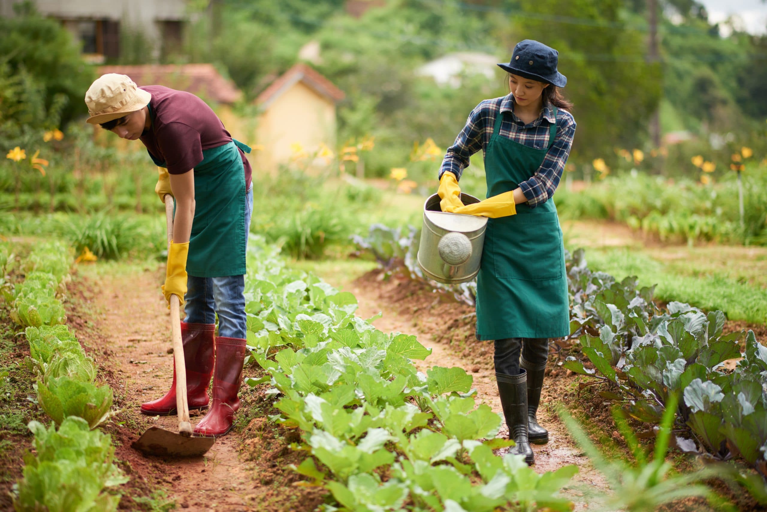 Top Organic Farm Tour Destinations in Vietnam