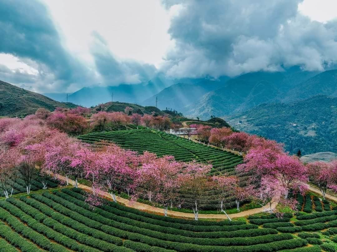 Top Destinations for Vietnam Tea Hills Experience