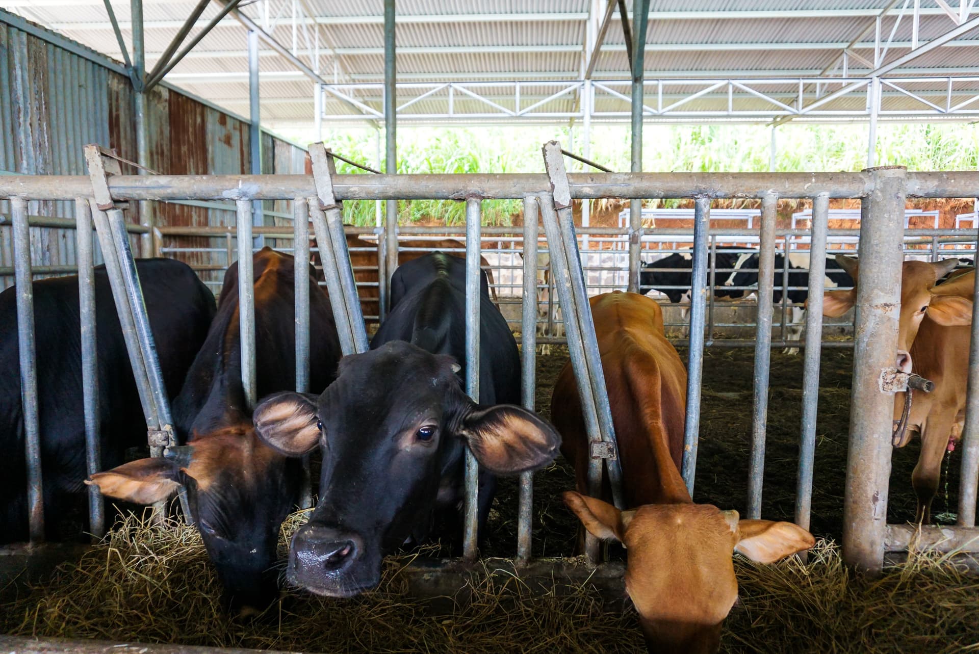 What to Expect on an Organic Farm Tour Vietnam