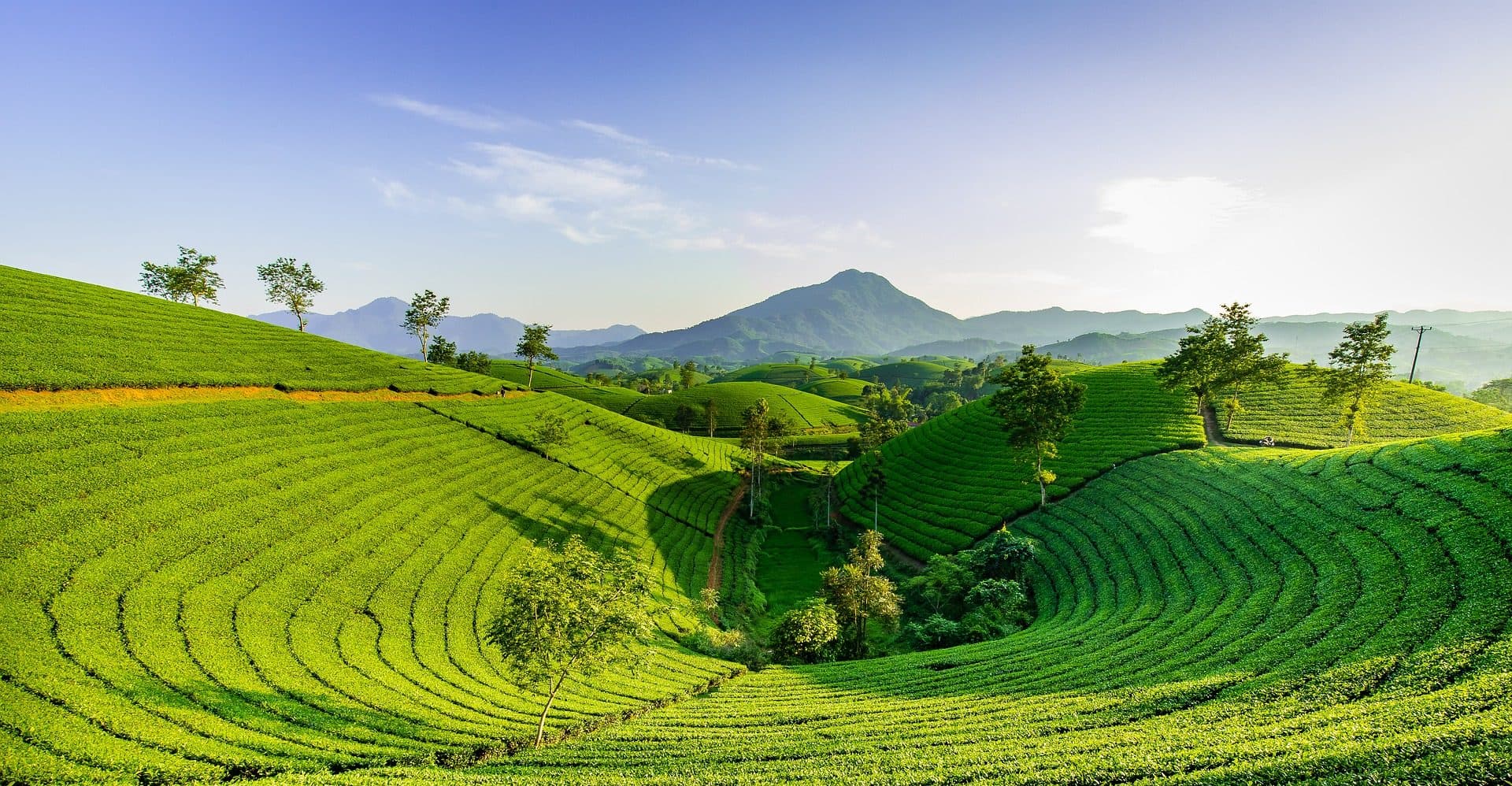 Why Choose Vietnam for a Tea Hills Experience?